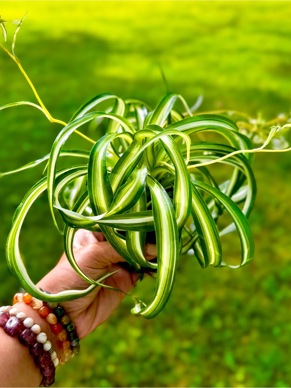 Variegated Green Spider Curl Plant - Lush Green Home Accent